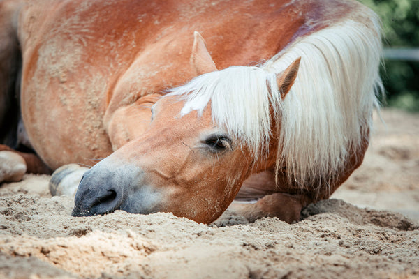 Wenn der Magen schmerzt: Magengeschwüre beim Pferd erkennen