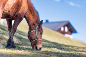 Die Verdauung bei deinem Pferd fördern: Wichtige Tipps und Produkte