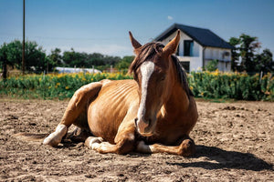 Arthrose beim Pferd: Ursachen, Symptome und wie du deinem Pferd helfen kannst